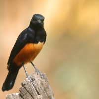 Smolarek rdzawobrzuchy - Thamnolaea cinnamomeiventris - Mocking Cliff Chat
