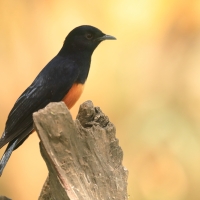 Smolarek rdzawobrzuchy - Thamnolaea cinnamomeiventris - Mocking Cliff Chat