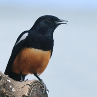 Smolarek rdzawobrzuchy - Thamnolaea cinnamomeiventris - Mocking Cliff Chat