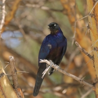 Błyszczak purpurowosterny - Lamprotornis purpuroptera - Rüppell's Glossy Starling