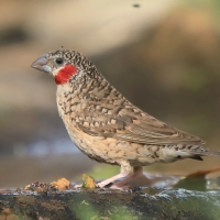 Amadyna obrożna - Amadina fasciata - Cut-throat Finch