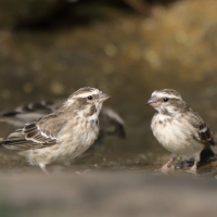 Afrokulczyk etiopski - Crithagra reichenowi - Reichenow's Seedeater