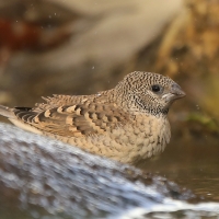 Amadyna obrożna - Amadina fasciata - Cut-throat Finch