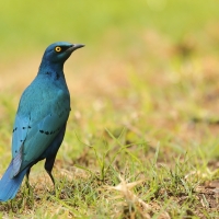 Błyszczak stalowy - Lamprotornis chalybaeus - Greater Blue-eared Starling
