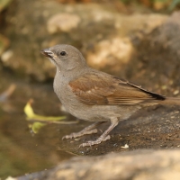 Wróbel szary - Passer swainsonii - Swainson's Sparrow