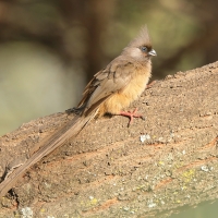 Czepiga rudawa - Colius striatus - Speckled Mousebird