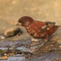 Wróbel kasztanowaty - Passer eminibey - Chestnut Sparrow