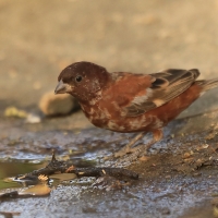 Wróbel kasztanowaty - Passer eminibey - Chestnut Sparrow
