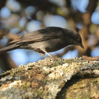 Mucharka czarna - Melaenornis edolioides - Northern Black Flycatcher