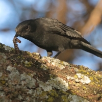Mucharka czarna - Melaenornis edolioides - Northern Black Flycatcher