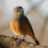 Nagórnik mały - Monticola rufocinereus - Little rock-thrush