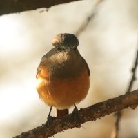 Nagórnik mały - Monticola rufocinereus - Little rock-thrush
