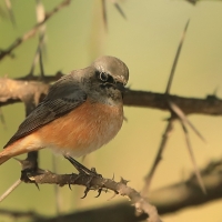 Pleszka - Phoenicurus phoenicurus - Common Redstart