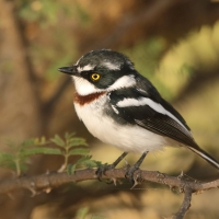 Krępnik ciemnogłowy - Batis minor - Black-headed Batis