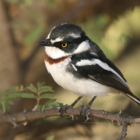 Krępnik ciemnogłowy - Batis minor - Black-headed Batis
