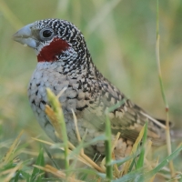 Amadyna obrożna - Amadina fasciata - Cut-throat Finch