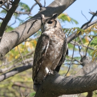 Puchacz szary - Bubo cinerascens - Greyish Eagle-Owl