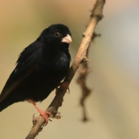 Wdówka atłasowa - Vidua chalybeata - Village Indigobird