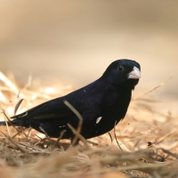 Wdówka atłasowa - Vidua chalybeata - Village Indigobird