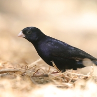 Wdówka atłasowa - Vidua chalybeata - Village Indigobird