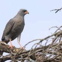 Jastrzębiak ciemny - Melierax metabates - Dark Chanting Goshawk