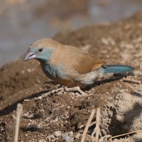 Motylik krasnouchy - Uraeginthus bengalus - Red-cheeked Cordon-bleu