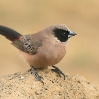 Astryld różany - Estrilda charmosyna - Black-cheeked Waxbill