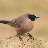 Astryld różany - Estrilda charmosyna - Black-cheeked Waxbill