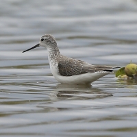 Brodziec pławny - Tringa stagnatilis - Marsh Sandpiper