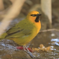Wikłacz okularowy - Malimbus ocularis - Spectacled Weaver