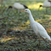 Czapla złotawa - Bubulcus ibis - Western Cattle Egret