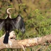 Wężówka afrykańska - Anhinga rufa - African Darter