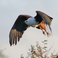 Bielik afrykański - Haliaeetus vocifer - African Fish Eagle