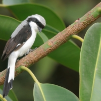 Dzierzba srokoszowata - Lanius excubitoroides - Grey-backed Fiscal