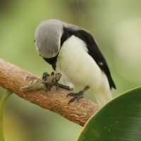 Dzierzba srokoszowata - Lanius excubitoroides - Grey-backed Fiscal