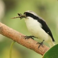 Dzierzba srokoszowata - Lanius excubitoroides - Grey-backed Fiscal