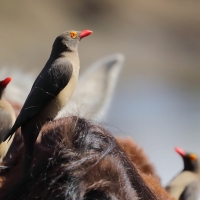 Bąkojad czerwonodzioby - Buphagus erythrorhynchus - Red-billed Oxpecker