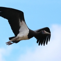 Bocian białobrzuchy - Ciconia abdimii - Abdim's Stork