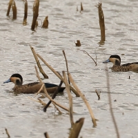 Srebrzanka hotentocka - Anas hottentota - Hottentot Teal