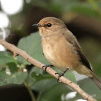 Mucharka szara - Bradornis microrhynchus - African Grey Flycatcher