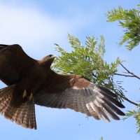 Kania egipska - Milvus migrans aegyptius - Yellow-billed Kite