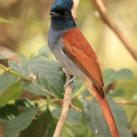 Muchodławka wspaniała - Terpsiphone viridis - African Paradise-flycatcher