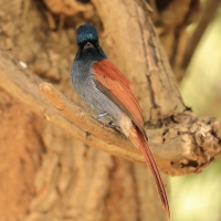 Muchodławka wspaniała - Terpsiphone viridis - African Paradise-flycatcher