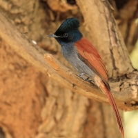 Muchodławka wspaniała - Terpsiphone viridis - African Paradise-flycatcher