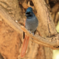 Muchodławka wspaniała - Terpsiphone viridis - African Paradise-flycatcher