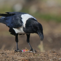 Kruk srokaty - Corvus albus - Pied Crow