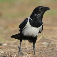 Kruk srokaty - Corvus albus - Pied Crow