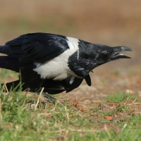 Kruk srokaty - Corvus albus - Pied Crow