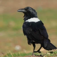 Kruk srokaty - Corvus albus - Pied Crow