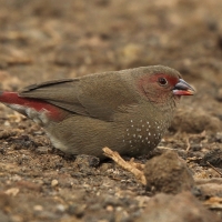 Amarantka czerwonodzioba - Lagonosticta senegala - Red-billed Firefinch